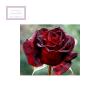 Zdjęcie do recenzji Różana korona cierniowa od użytkownika Ann Weather