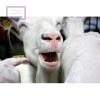 Zdjęcie do recenzji Beka z koziego mleka od użytkownika Zingiber