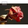 Zdjęcie do recenzji &quot;I\\\'ve been kissed by a rose on the gray&quot; od użytkownika Anmalea