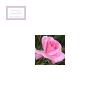 Zdjęcie do recenzji Różany ogród  od użytkownika Natalia 1