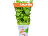 baziółka bazylia baziółka bazylia