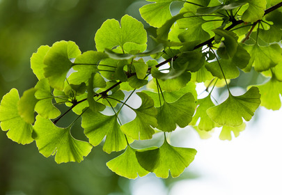 ginkgo biloba działanie cellulit wodny zmarszczki cienie pod oczami ginkgo biloba działanie cellulit wodny zmarszczki cienie pod oczami